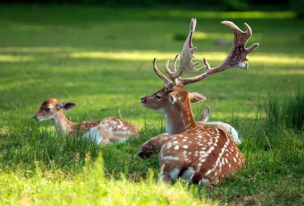 Ein Rothirsch liegt mit seinem Jungtier auf einer grünen Wiese